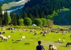 Sonmarg Day Trip – Valley of Gold (80 km / 2.5 hrs one way)